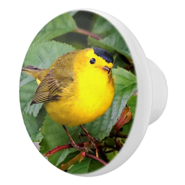 Beautiful Wilson's Warbler in the Cherry Tree Ceramic Knob (Right)