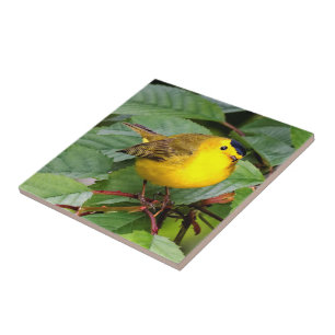 Beautiful Wilson's Warbler in the Cherry Tree Tile