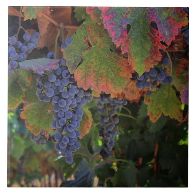 Beautiful Wine Grapes Art Tile (Front)