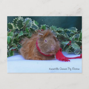 Beautiful Winter Guinea Pig Postcard