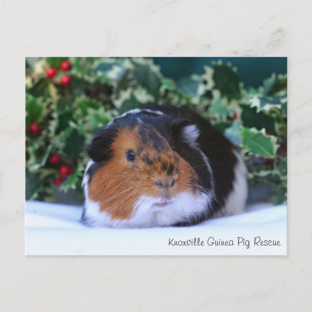 Beautiful Winter Guinea Pig Postcard (Front)