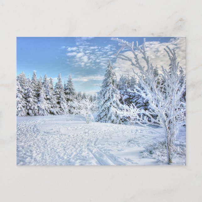 Beautiful Winter Snow Forest Scene  Postcard (Front)