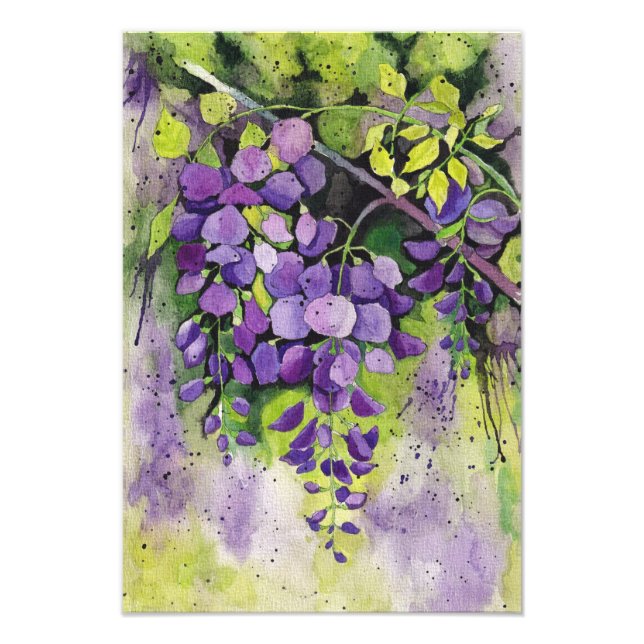 Beautiful Wisteria Flowers In Watercolor  Photo Print (Front)