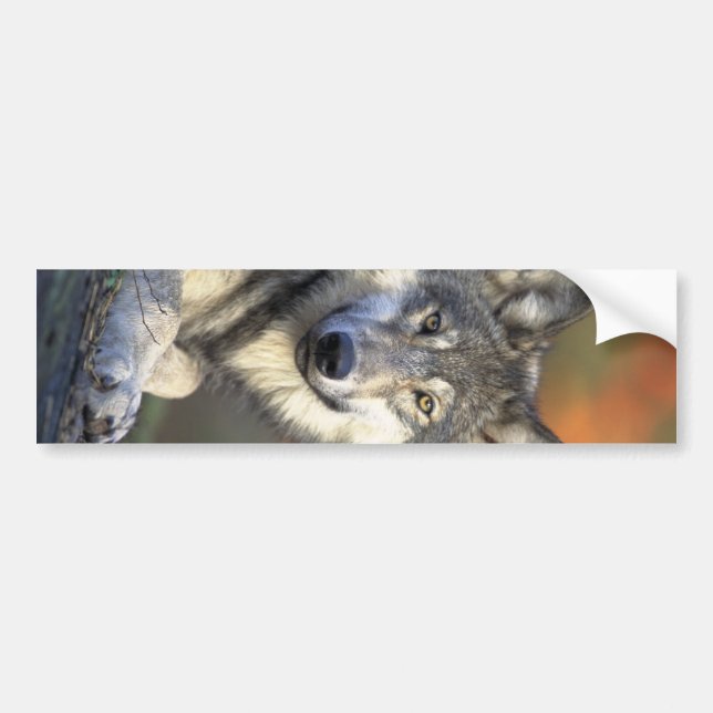 Beautiful Wolf Bumper Sticker (Front)