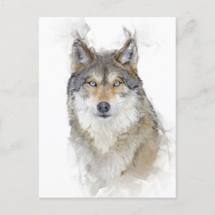 Beautiful Wolf Portrait Postcard