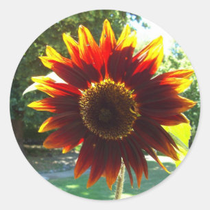 Beautiful Yellow and Red Sunflower Sticker