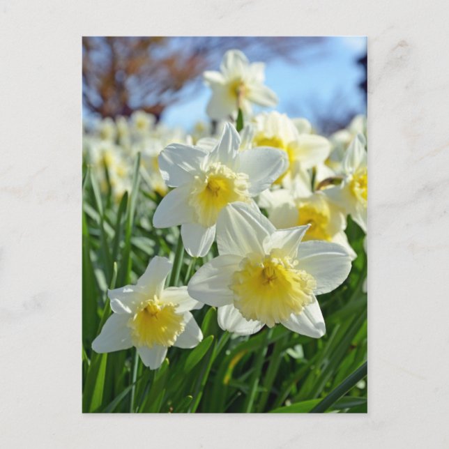 Beautiful yellow and white daffodils garden postcard (Front)