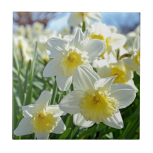 Beautiful yellow and white daffodils garden tile
