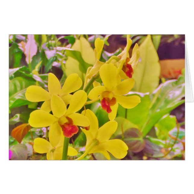 Beautiful Yellow autumn orchids (Front Horizontal)