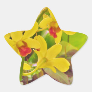 Beautiful Yellow autumn orchids Star Sticker