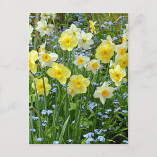 Beautiful yellow daffodil garden postcard
