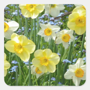 Beautiful yellow daffodil garden square sticker