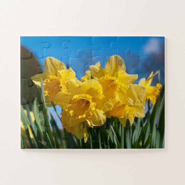 Beautiful Yellow Daffodils Jigsaw Puzzle (Horizontal)