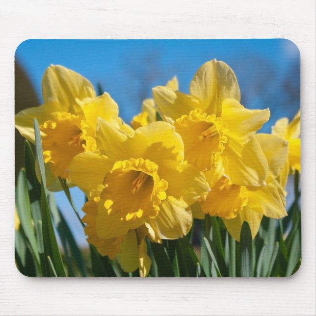 Beautiful Yellow Daffodils Mouse Pad (Front)