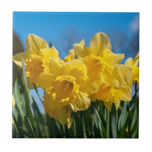 Beautiful Yellow Daffodils Tile