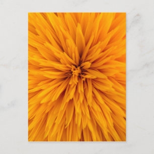 Beautiful Yellow Dahlia Flower Blossom Postcard