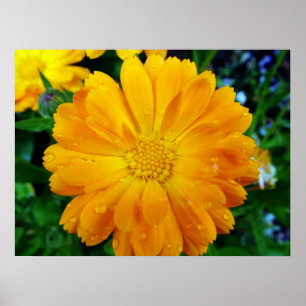 beautiful yellow daisy flower poster