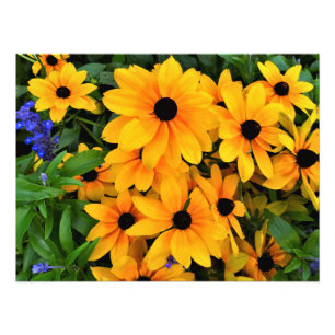 Beautiful Yellow Daisy Photo Print
