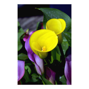 Beautiful yellow day lily print