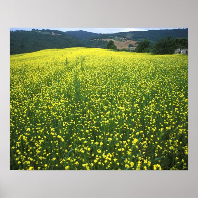 Beautiful yellow flower covered fields of San Poster (Front)