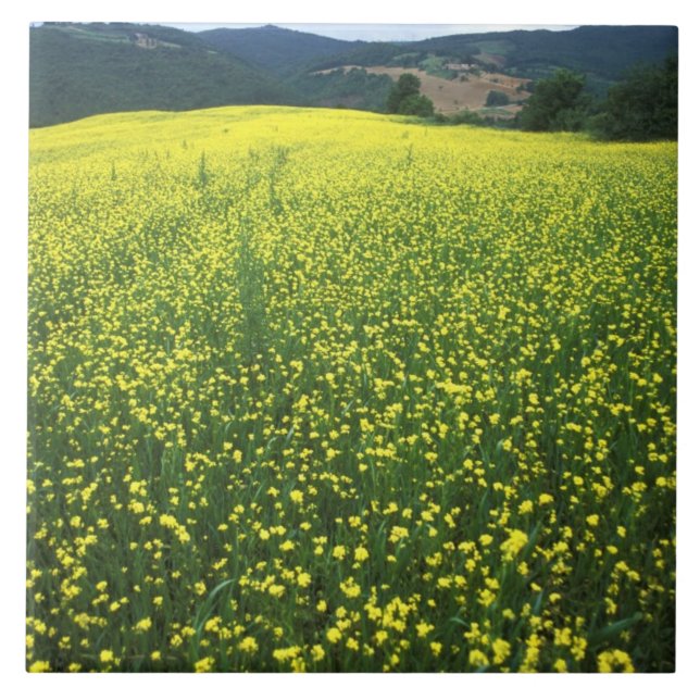 Beautiful yellow flower covered fields of San Tile (Front)