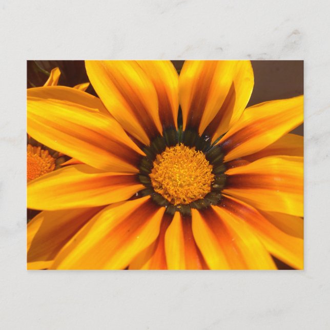 Beautiful Yellow Gazania Postcard (Front)