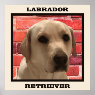 Beautiful Yellow Labrador Retriever Dog Poster