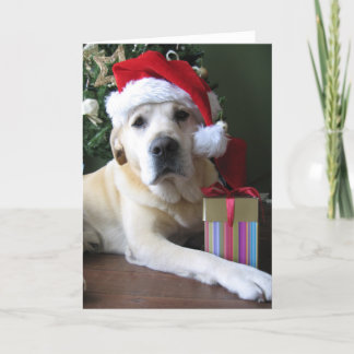 Beautiful Yellow Labrador Santa Holiday Card
