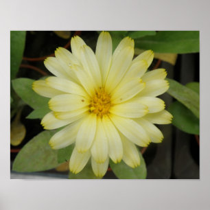 Beautiful Yellow Marigold Print