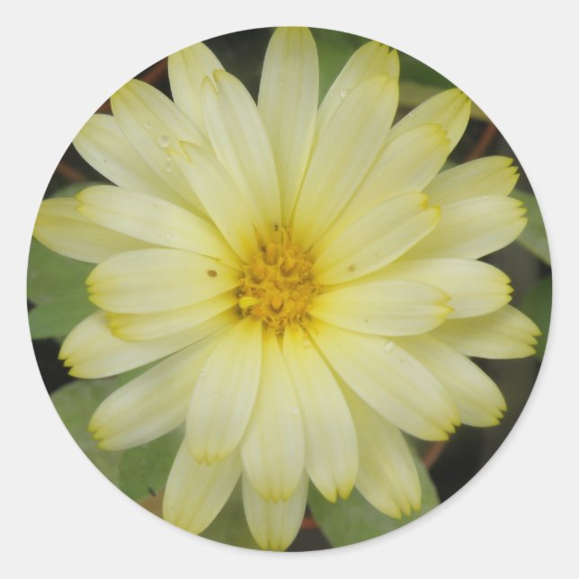 Beautiful Yellow Marigold Stickers (Front)