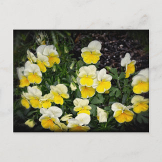 Beautiful Yellow Pansies Postcard