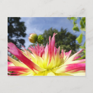 Beautiful Yellow Pink Dahlia DIY Postcard