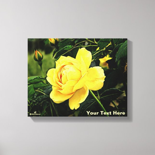 Beautiful Yellow Rose Canvas Print (Front)