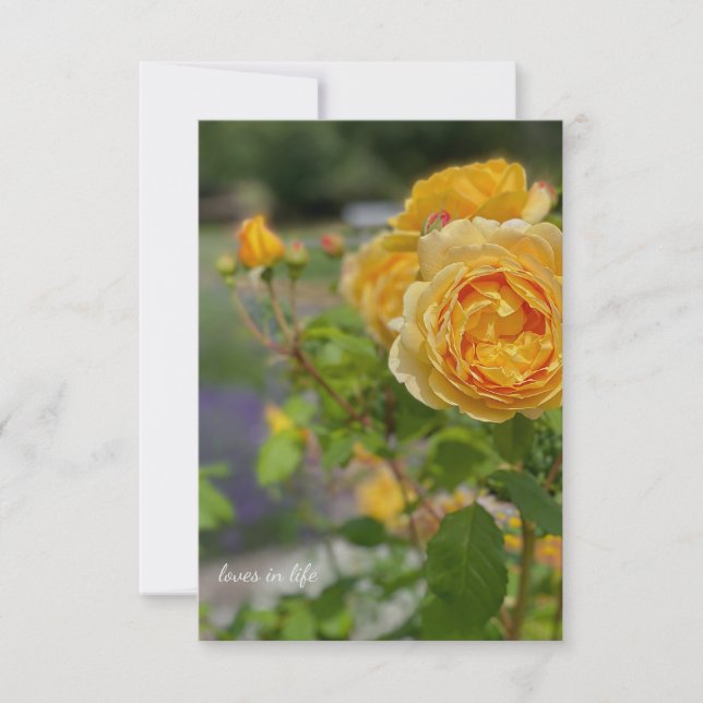 Beautiful Yellow Rose Card (Front)