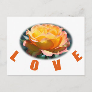 beautiful yellow rose flower photo art love gift postcard