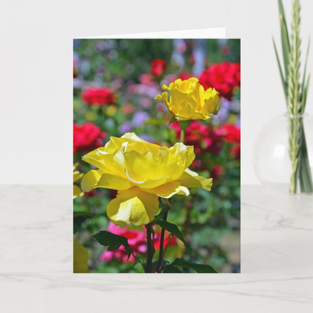 Beautiful yellow roses greeting card (Front)