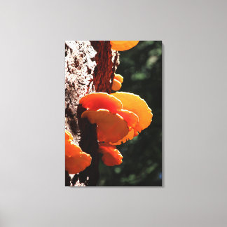 Beautiful Yellow Sulphur Shelf Fungus Canvas Print