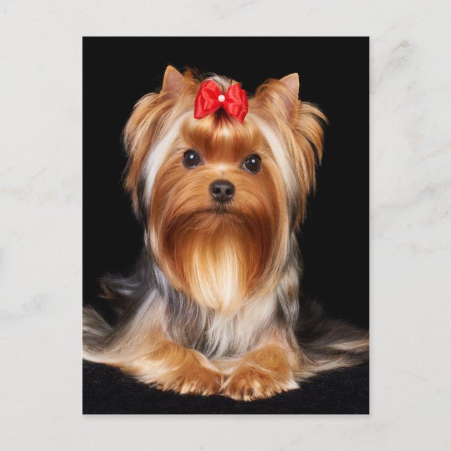 Beautiful Yorkshire Terrier Postcard (Front)