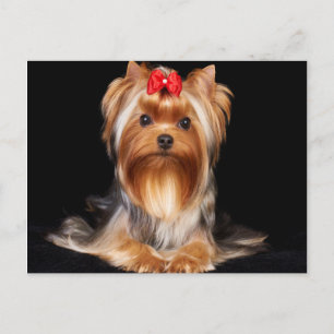 Beautiful Yorkshire Terrier Postcard