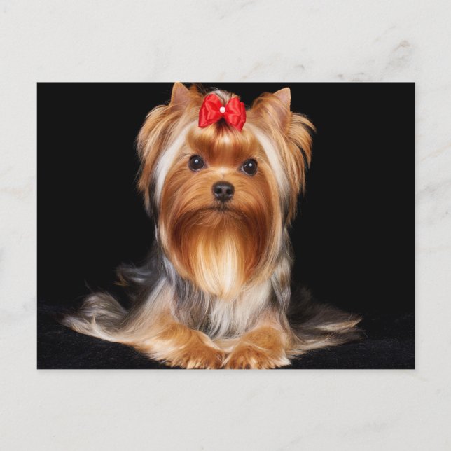 Beautiful Yorkshire Terrier Postcard (Front)