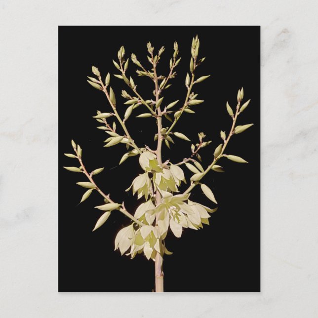 Beautiful Yucca Flower Bloom at Night in Texas Postcard (Front)