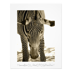 Beautiful Zebra Poster/Print! Photo Print