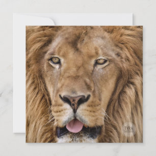 Beautiful Zoo Safari Lion Photography