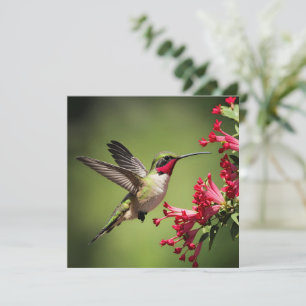 Beautifull Hummingbird