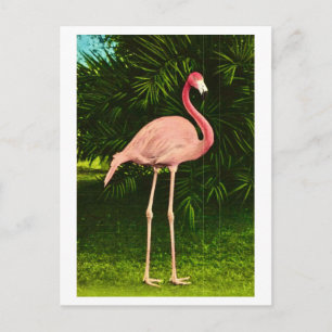 Beautifully Pink Flamingo Postcard