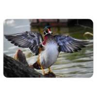 Beautifully Striking Wood Duck Florida Photography