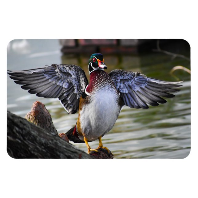 Beautifully Striking Wood Duck Florida Photography Magnet (Horizontal)