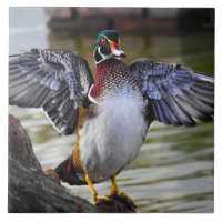 Beautifully Striking Wood Duck Florida Photography