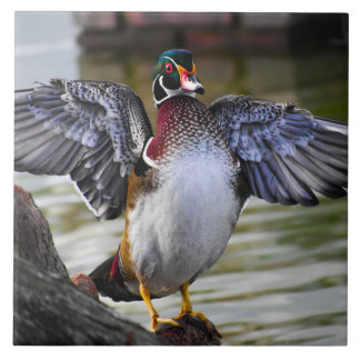 Beautifully Striking Wood Duck Florida Photography Tile