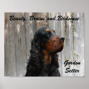 Beauty, Brains and Birdsense, Gordon Setter Poster